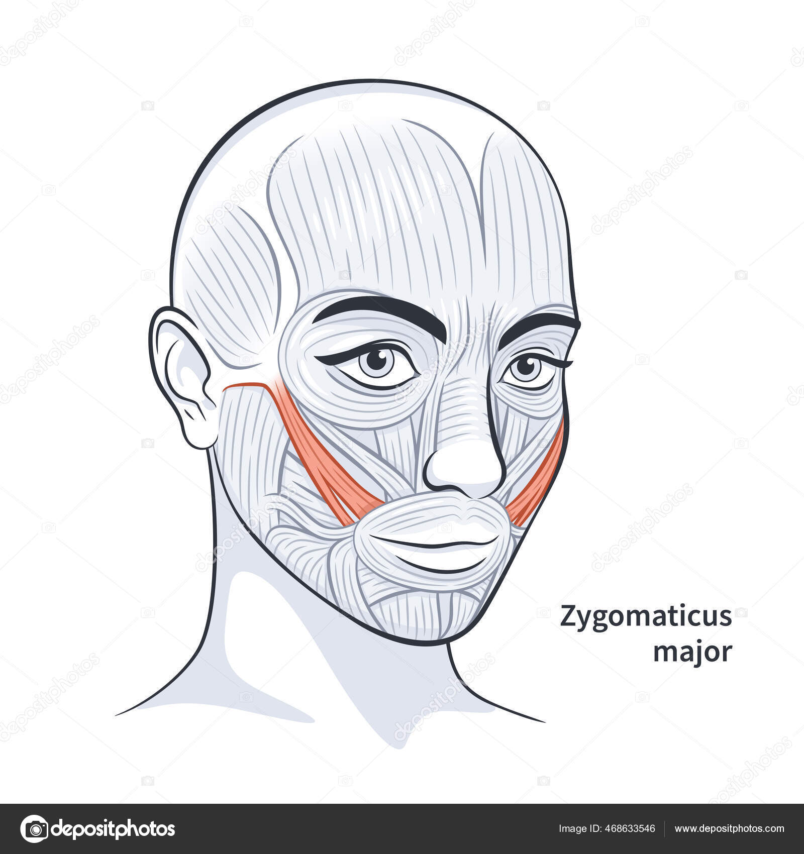 女性の顔の筋肉の詳細な顔の解剖学的ベクターイラスト ストックベクター C Info Orly Lv