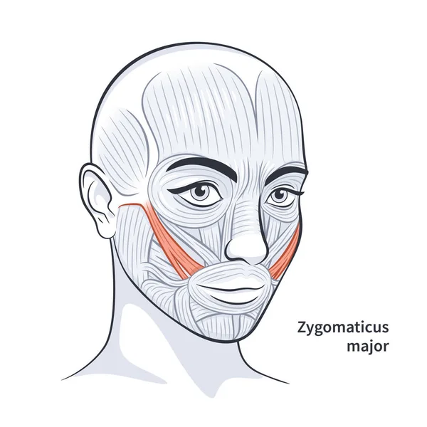 Muscoli facciali femminili dettagliata illustrazione vettoriale anatomia del viso — Vettoriale Stock