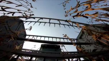 Hasat makinesi hasatçının dibini yakından gören ve soya fasulyesi toplayan hazneyi delip geçiyor.