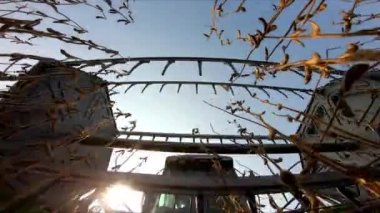 Hasat makinesi hasatçının dibini yakından gören ve soya fasulyesi toplayan hazneyi delip geçiyor.