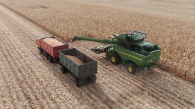 İnsansız hava aracından 4k hava görüntüsü gün batımında altın olgun buğday tarlasını hasat eden bir tarım makinesine. Rusya