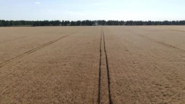 İnsansız hava aracından 4k hava görüntüsü gün batımında altın olgun buğday tarlasını hasat eden bir tarım makinesine. Rusya