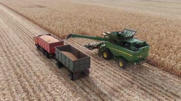 4k Vista aérea do drone para uma máquina de combinar agricultura colhendo campo de trigo maduro dourado ao pôr do sol. Rússia — Vídeo de Stock