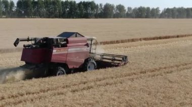İnsansız hava aracından 4k hava görüntüsü gün batımında altın olgun buğday tarlasını hasat eden bir tarım makinesine. Rusya
