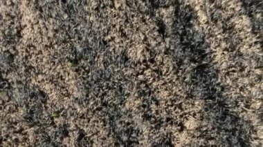 İnsansız hava aracından 4k hava görüntüsü gün batımında altın olgun buğday tarlasını hasat eden bir tarım makinesine. Rusya