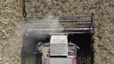 İnsansız hava aracından 4k hava görüntüsü gün batımında altın olgun buğday tarlasını hasat eden bir tarım makinesine. Rusya