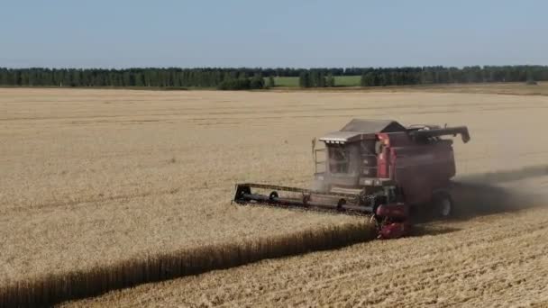 드론에서 일몰 때 잘 익은 밀밭을 수확하는 농업 기계까지 4k 공중에서 바라본 것이다. 러시아 — 비디오