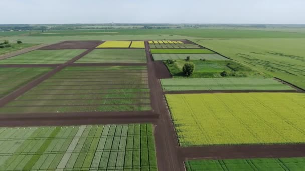 Flygfoto panorera över vackra tomter av växter. Utställning agrocenter — Stockvideo