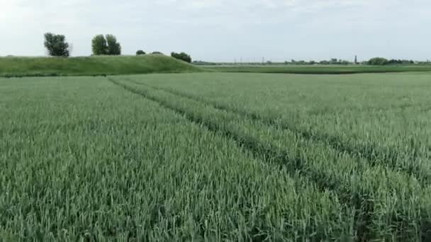 Flygfoto av naturliga gröna vetefält. Grönt vete stjälkar. Drönare flyger över vackra naturliga vetefält. Naturlandskap — Stockvideo