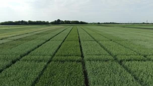 Vista aérea del campo de trigo verde natural. Tallos de trigo verde. Drone volando sobre el hermoso campo de trigo natural. Naturaleza paisaje — Vídeo de stock