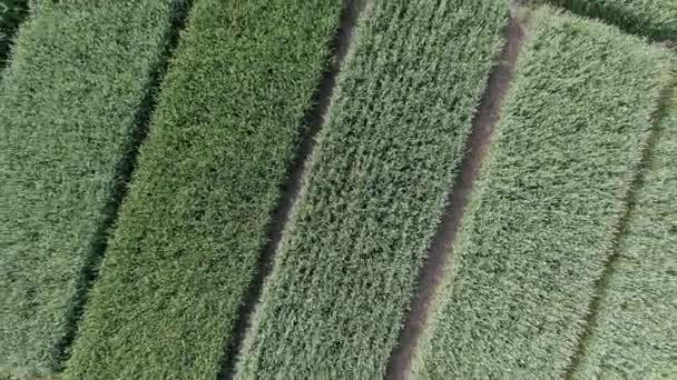 Letecký pohled na přírodní pole zelené pšenice. Stonky zelené pšenice. Dron přeletěl přes pole krásné přírodní pšenice. Přírodní krajina — Stock video