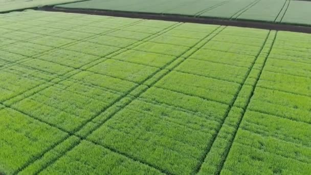녹색의 천연 밀밭을 공중에서 본 것이다. 녹색밀 줄기. 아름다운 천연밀 밭 위를 날고 있는 드론. 자연 경관 — 비디오