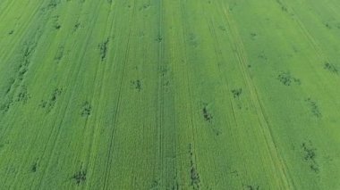 Doğal yeşil buğday tarlasının havadan görünüşü. Yeşil buğday sapları. İnsansız hava aracı Güzel Doğal Buğday Tarlası üzerinde uçuyor. Doğa manzarası