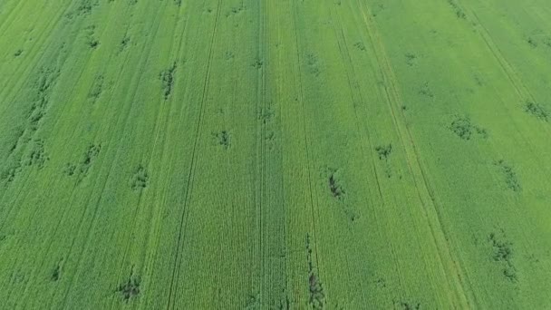 Vista aérea del campo de trigo verde natural. Tallos de trigo verde. Drone volando sobre el hermoso campo de trigo natural. Naturaleza paisaje — Vídeo de stock