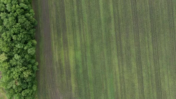 Gün batımında bir mısır tarlasında uçan dron. İnsansız hava aracı yeşil tarım mısır tarlası üzerinde uçuyor. Bir mısır tarlasının güzel yaz manzarası. Yeşil çiftlik mısır tarlasının üst görüntüsü — Stok video