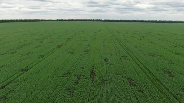 Vista aérea do campo de trigo verde natural. Talos de trigo verde. Drone voando sobre belo campo de trigo natural. Natureza paisagem — Vídeo de Stock