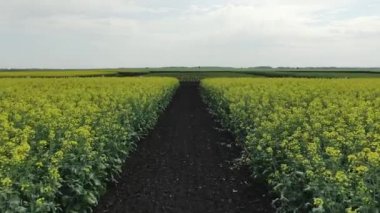 İHA sarı kolza tohumu tarlasında alçaktan uçuyor. Ufukta tepe ve orman görünüyor. Sıcak, güneşli bir yaz günü, gökyüzünde yuvarlanan bulutlar. Lanet kanola sahası. Hava manzaralı. Güzel sarı çiçekler