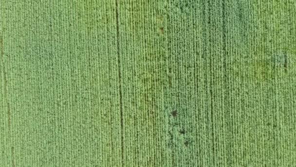 Vue aérienne du champ naturel de blé vert. Tiges de blé vert. Drone survolant le magnifique champ de blé naturel. Paysage naturel — Video