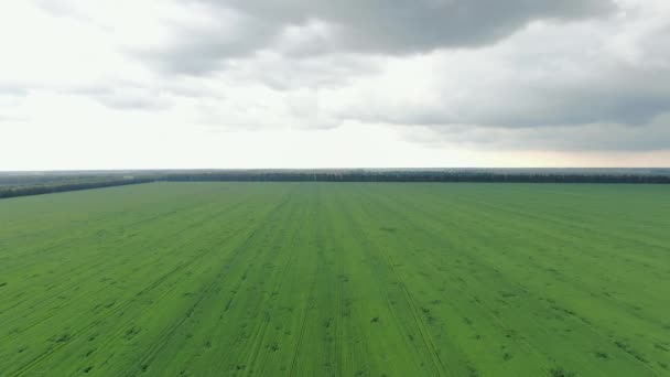 Vista aérea del campo de trigo verde natural. Tallos de trigo verde. Drone volando sobre el hermoso campo de trigo natural. Naturaleza paisaje — Vídeo de stock