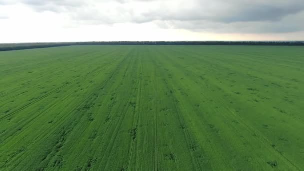 Vue aérienne du champ naturel de blé vert. Tiges de blé vert. Drone survolant le magnifique champ de blé naturel. Paysage naturel — Video