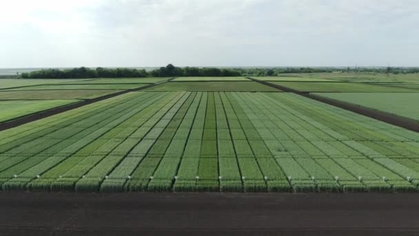 自然の緑の小麦のフィールドの空中ビュー。緑の小麦の茎。美しい天然小麦のフィールド上を飛行ドローン。自然景観 — ストック動画