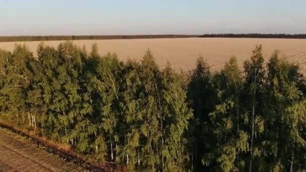 El vuelo sobre el campo en el fondo soleado. Quadcopter disparó. Campo de trigo al atardecer — Vídeo de stock