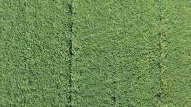 Doğal yeşil buğday tarlasının havadan görünüşü. Yeşil buğday sapları. İnsansız hava aracı Güzel Doğal Buğday Tarlası üzerinde uçuyor. Doğa manzarası