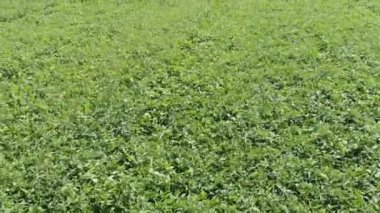 Soya fasulyesi ekinlerinin üzerinde uçmak. Rusya 'da tarım alanı