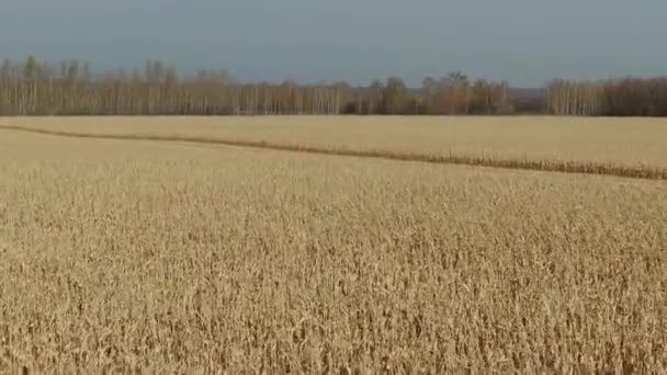 Volando sobre el campo de maíz. Aerial Drone Shot — Vídeo de stock