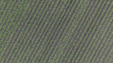 Gün batımında bir mısır tarlasında uçan dron. İnsansız hava aracı yeşil tarım mısır tarlası üzerinde uçuyor. Bir mısır tarlasının güzel yaz manzarası. Yeşil çiftlik mısır tarlasının üst görüntüsü