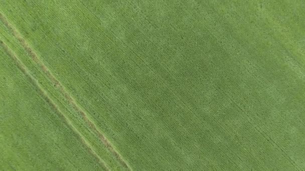Vista aérea del campo de trigo verde natural. Tallos de trigo verde. Drone volando sobre el hermoso campo de trigo natural. Naturaleza paisaje — Vídeos de Stock