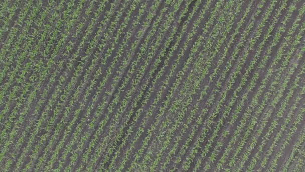 Drone survolant un champ de maïs au coucher du soleil. Un drone survole un champ de maïs vert. Beau paysage estival d'un champ de maïs. Vue de dessus sur le champ de maïs de la ferme verte — Video