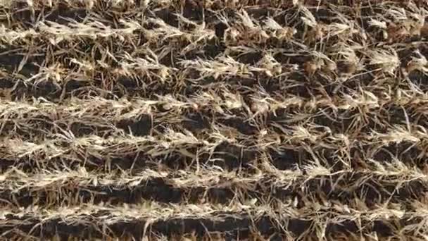 トウモロコシ畑を飛び越える。空中ドローンショット — ストック動画