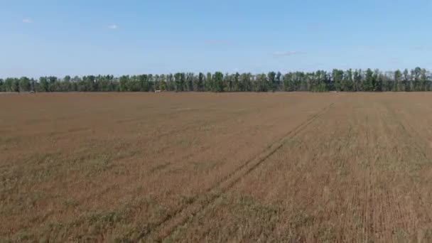 Volar sobre cultivos de plantas de soja. Campo de agricultura en Rusia — Vídeo de stock