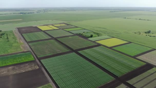 Sartén aérea sobre hermosas parcelas de plantas. Exposición agrocentro — Vídeo de stock