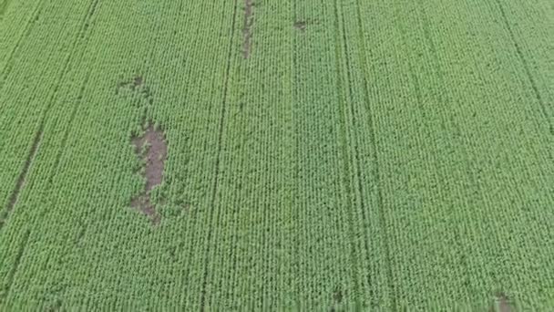 Letecký pohled na přírodní pole zelené pšenice. Stonky zelené pšenice. Dron přeletěl přes pole krásné přírodní pšenice. Přírodní krajina — Stock video