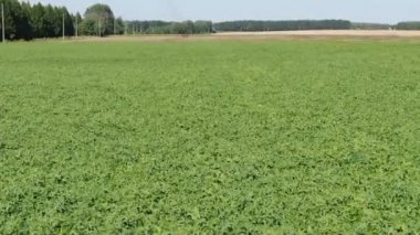 Soya fasulyesi ekinlerinin üzerinde uçmak. Rusya 'da tarım alanı