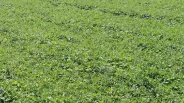 Soya fasulyesi ekinlerinin üzerinde uçmak. Rusya 'da tarım alanı