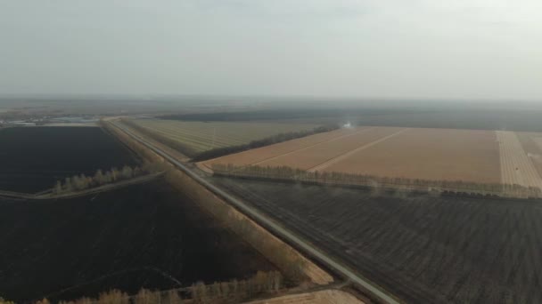 Repül a kukoricaföldön. Légi drón lövés — Stock videók