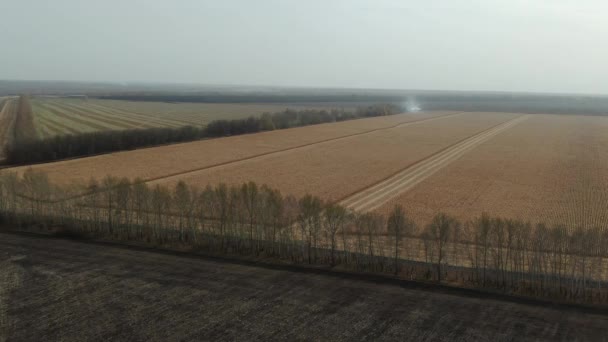 Volando sobre el campo de maíz. Aerial Drone Shot — Vídeo de stock