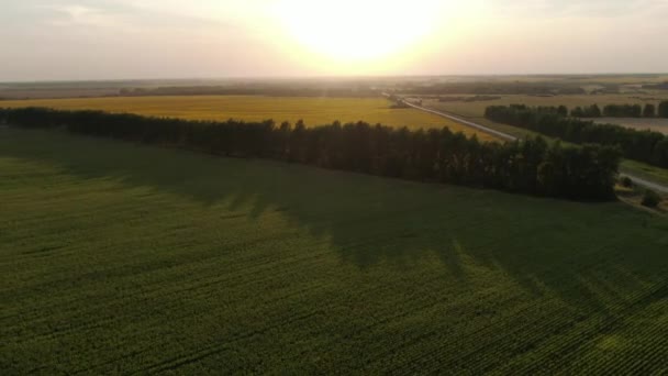 La caméra survole un champ de maïs dans un magnifique coucher de soleil. Aerial, Russie — Video