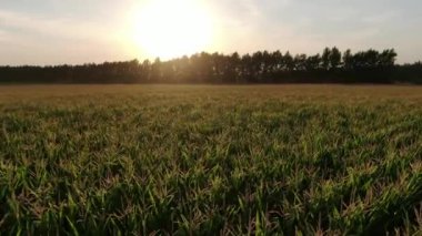Kamera güzel bir gün batımı ışığında mısır tarlasının üzerinde uçuyor. Hava, Rusya