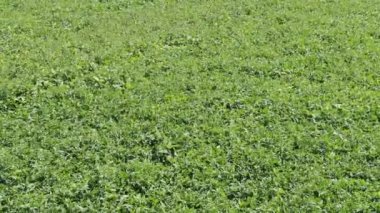 Soya fasulyesi ekinlerinin üzerinde uçmak. Rusya 'da tarım alanı