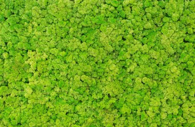 Texture of green eco-friendly moss closeup. clipart