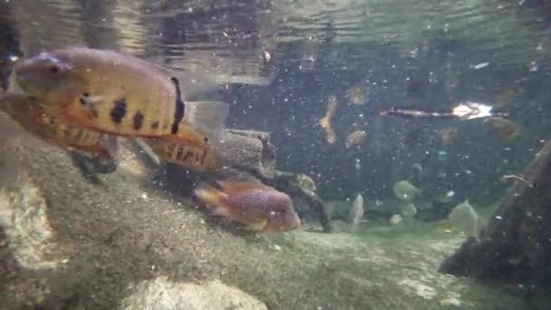 Ψάρια σε λασπωμένα νερά στην άγρια φύση του ποταμού. — Αρχείο Βίντεο