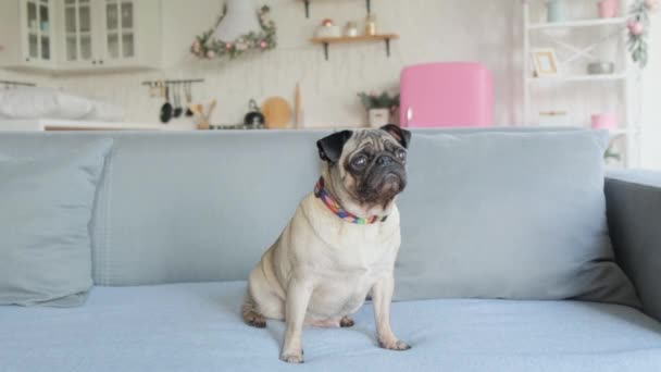 Lindo perrito en el sofá en una habitación blanca. — Vídeos de Stock