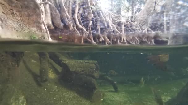 河流中的野生鱼类生活在泥泞的水中. — 图库视频影像