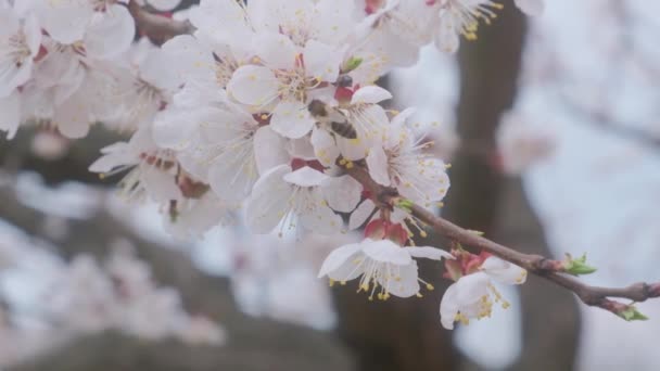 Медленная пчела приземлится на цветущее дерево ранней весной. — стоковое видео