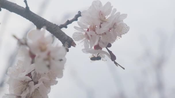 Abeja de cámara lenta aterrizará en un árbol floreciente a principios de primavera — Vídeo de stock