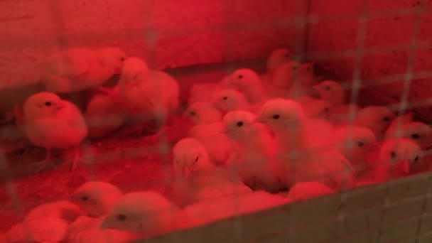Cultivando pollos de engorde en una granja avícola. pollos de engorde en un recinto con una lámpara roja y luz roja — Vídeo de stock